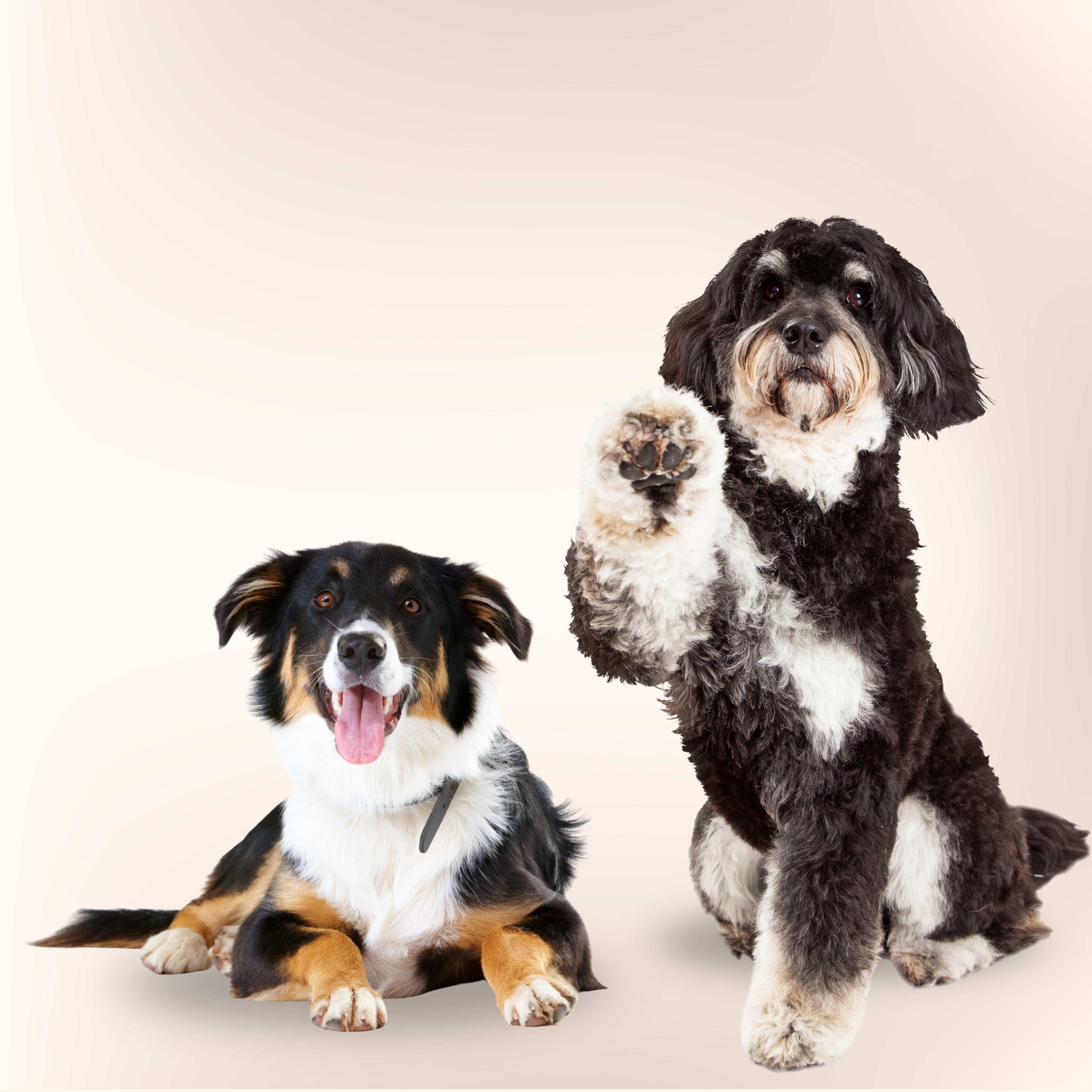 Paw Care