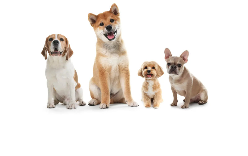 Safe for All Dogs Sizes