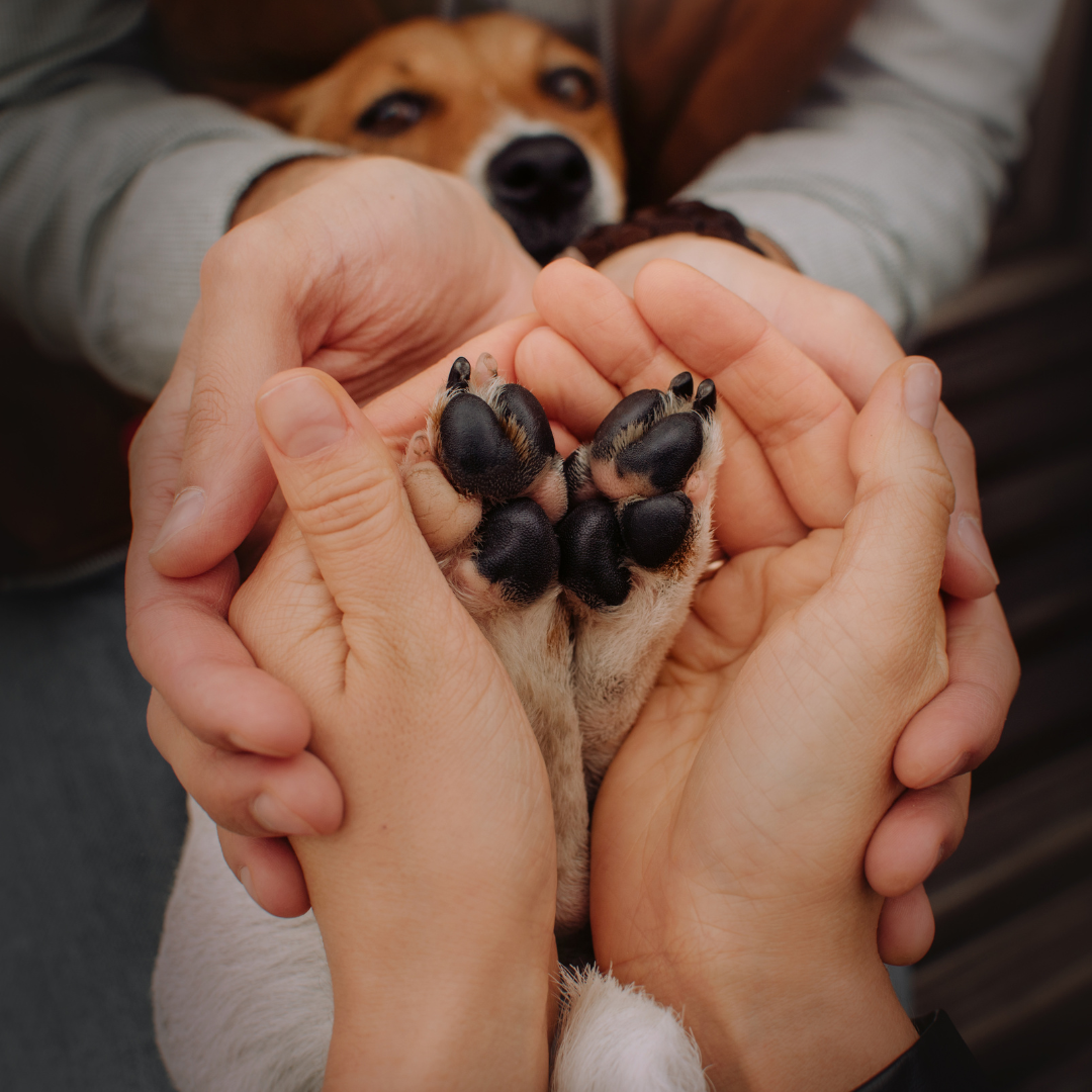 PetLuxe Care Natural Paw Balm | Moisturizing Paw Care for Dogs & Cats